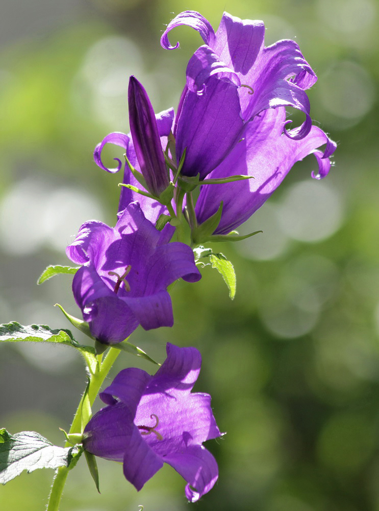 Image of Campanula latifolia specimen.