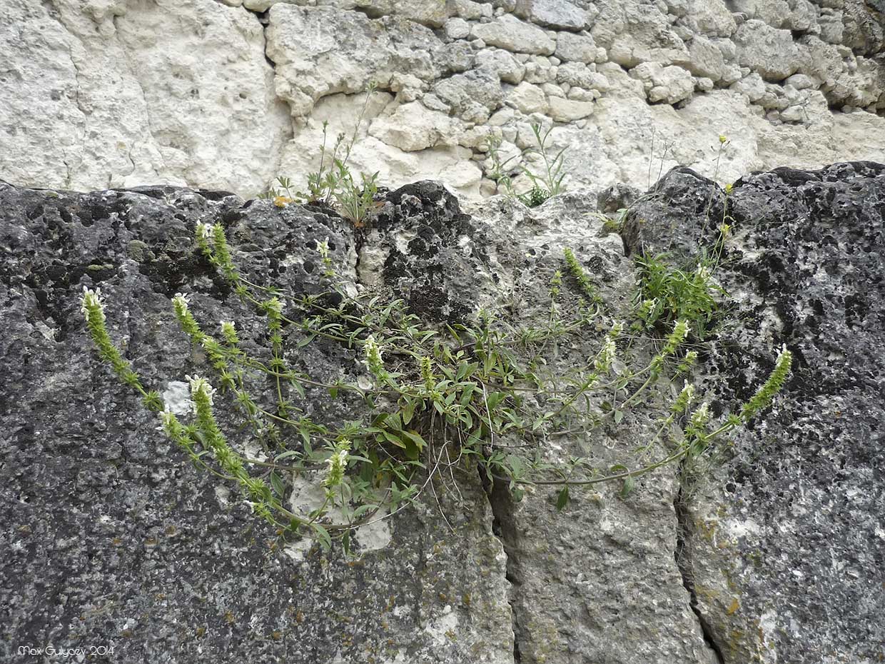 Image of Stachys atherocalyx specimen.