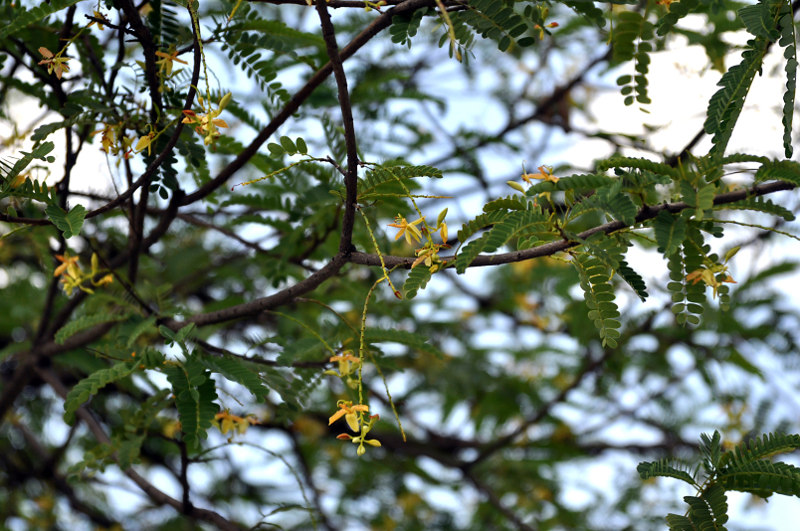 Image of Tamarindus indica specimen.