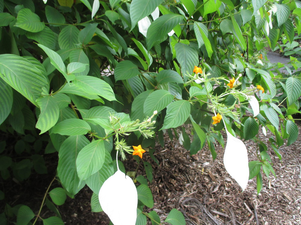 Image of Mussaenda frondosa specimen.