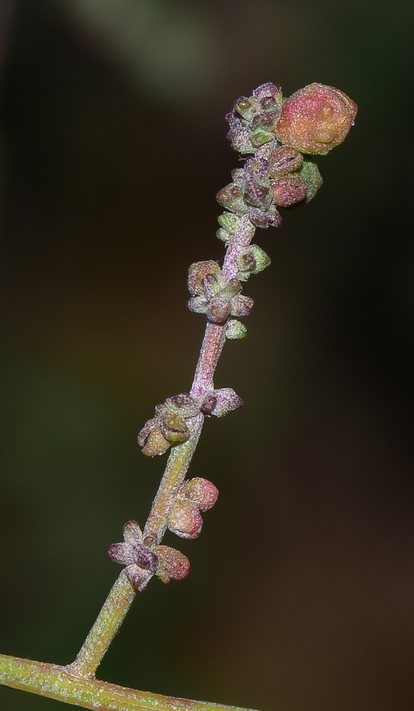 Image of Atriplex davisii specimen.