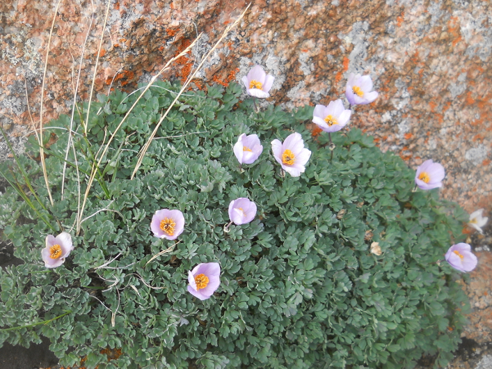 Image of Paraquilegia anemonoides specimen.