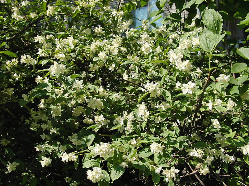 Image of Philadelphus coronarius specimen.