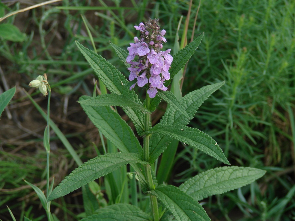 Image of Stachys palustris specimen.