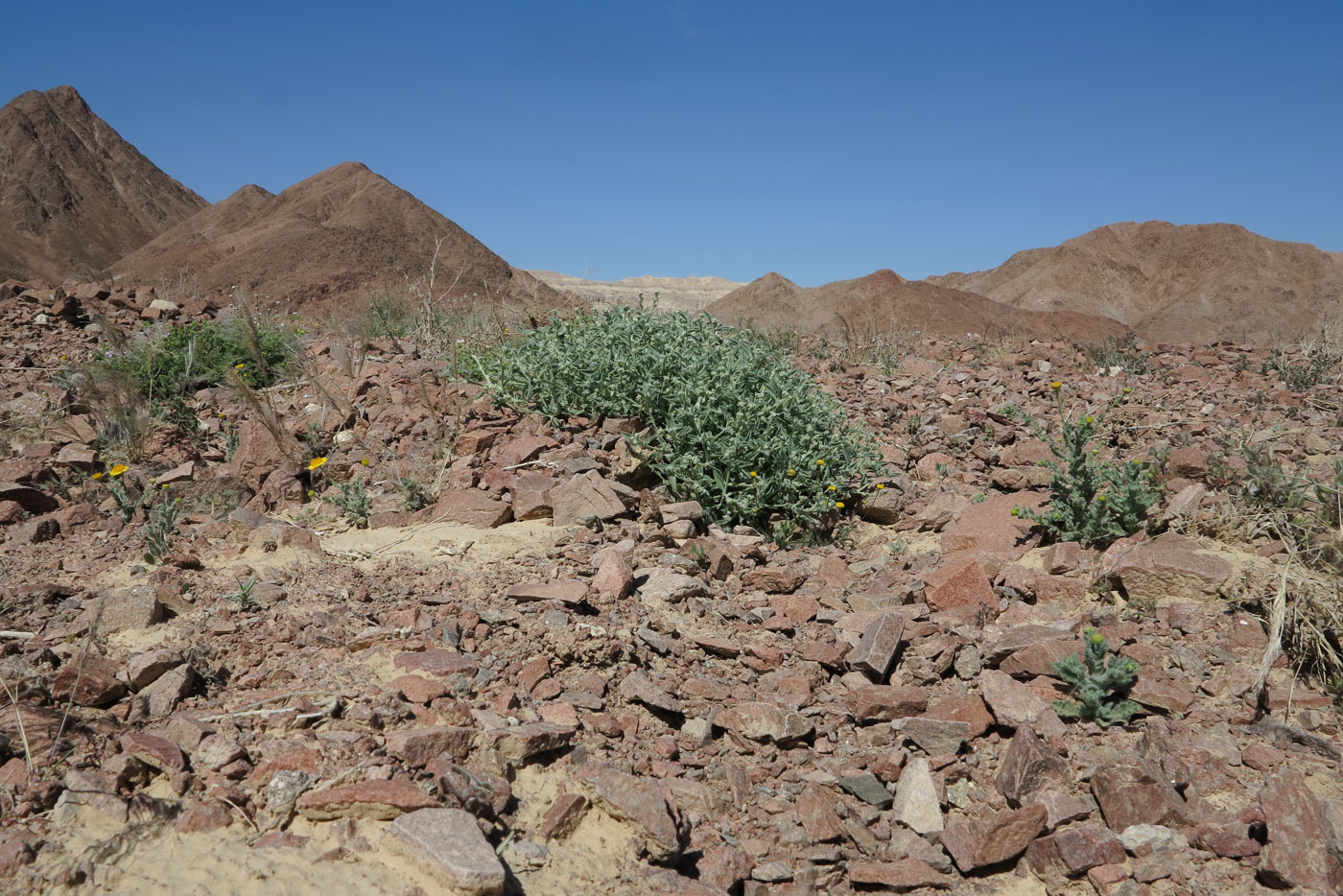 Image of Morettia parviflora specimen.