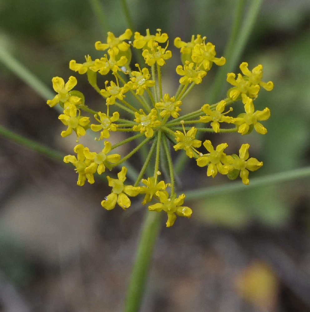 Image of Malabaila aurea specimen.