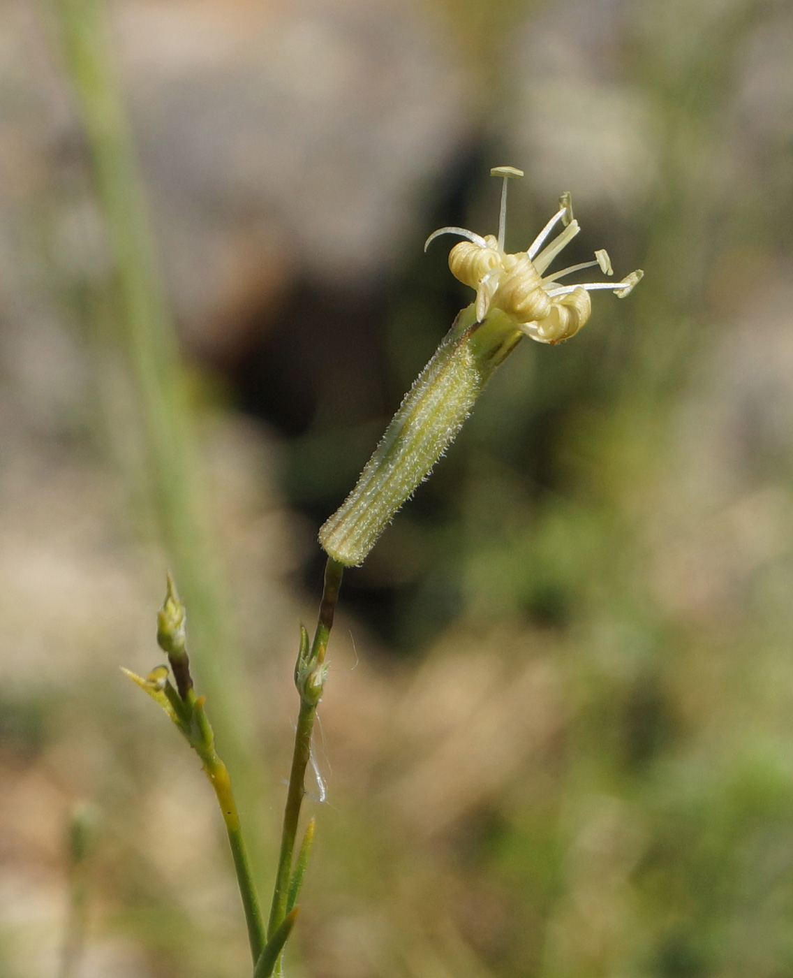 Image of Silene alexandrae specimen.