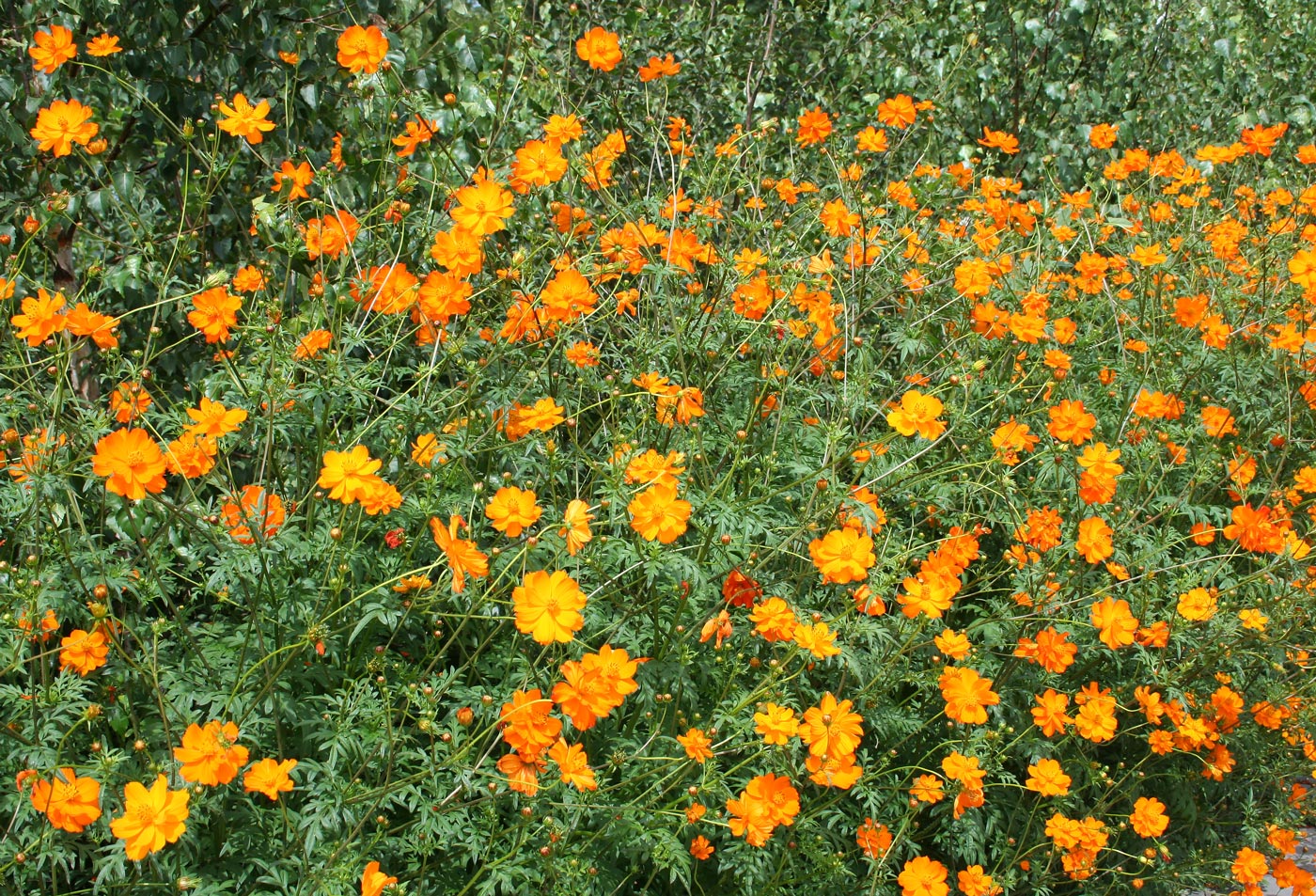 Image of Cosmos sulphureus specimen.