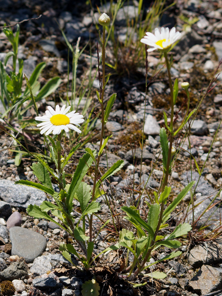 Image of Leucanthemum ircutianum specimen.