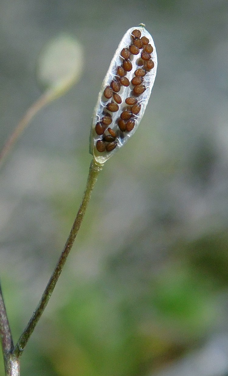 Изображение особи Erophila verna.