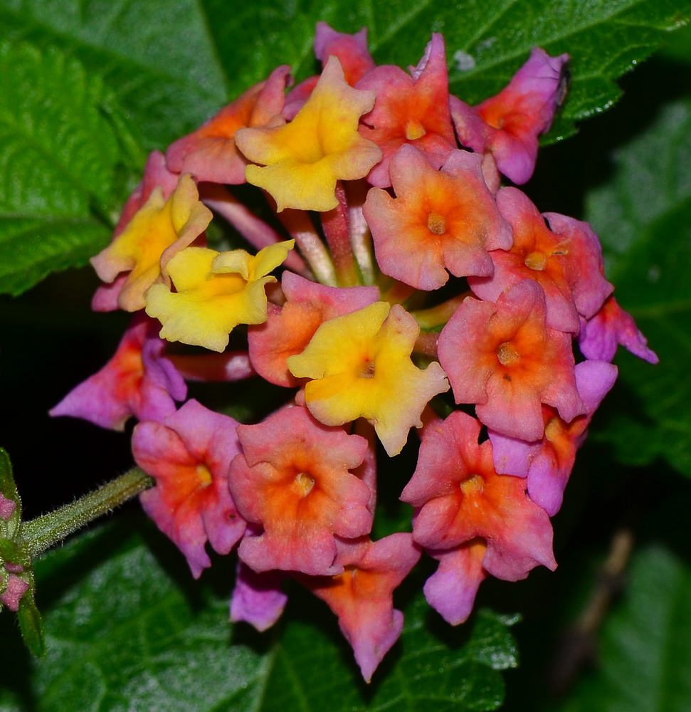 Image of Lantana camara specimen.