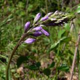 Polygala wolfgangiana. Соцветие с бутонами. Свердловская обл., окр. г. Североуральск, опушка сосново-елового леса. 30.05.2007.