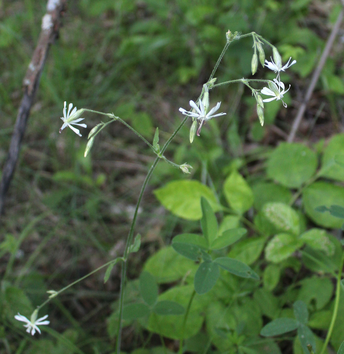 Image of Silene nutans specimen.