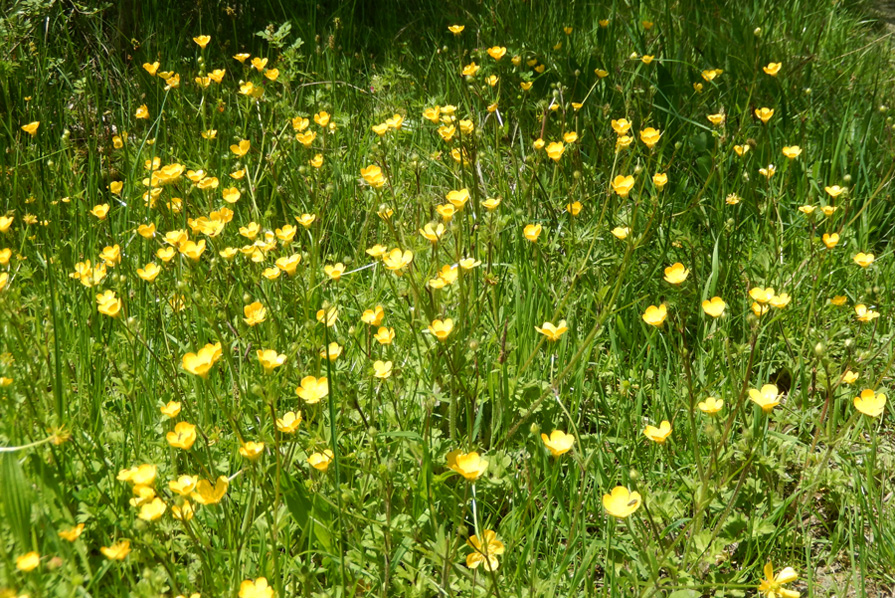 Image of Ranunculus trachycarpus specimen.