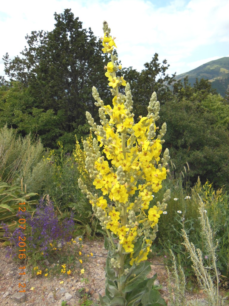 Image of genus Verbascum specimen.