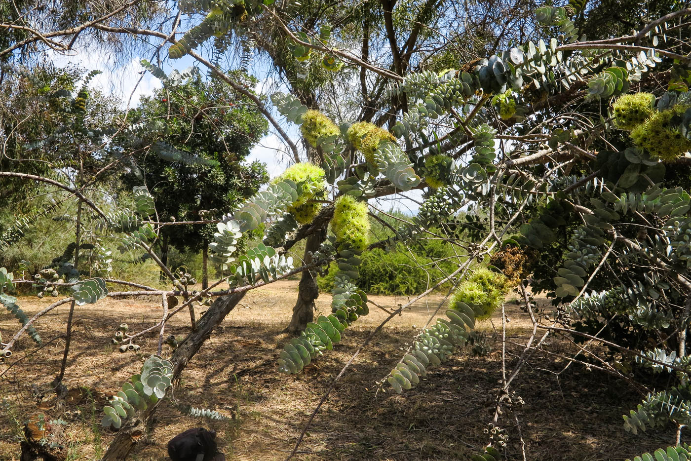 Image of Eucalyptus kruseana specimen.