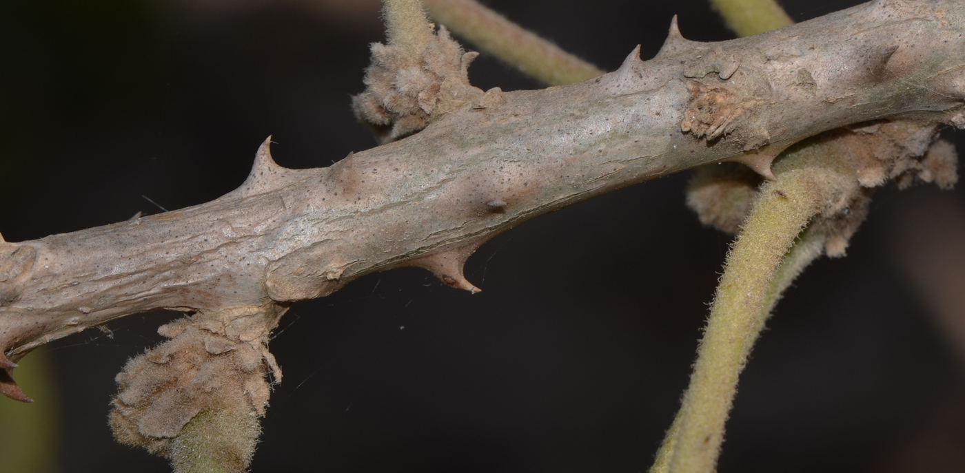 Image of Erythrina abyssinica specimen.