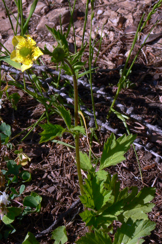 Изображение особи Geum aleppicum.