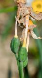 Narcissus tazetta. Зреющие плоды с остатками венчиков. Израиль, Нижняя Галилея, г. Верхний Назарет, ландшафтный парк. 21.11.2015.