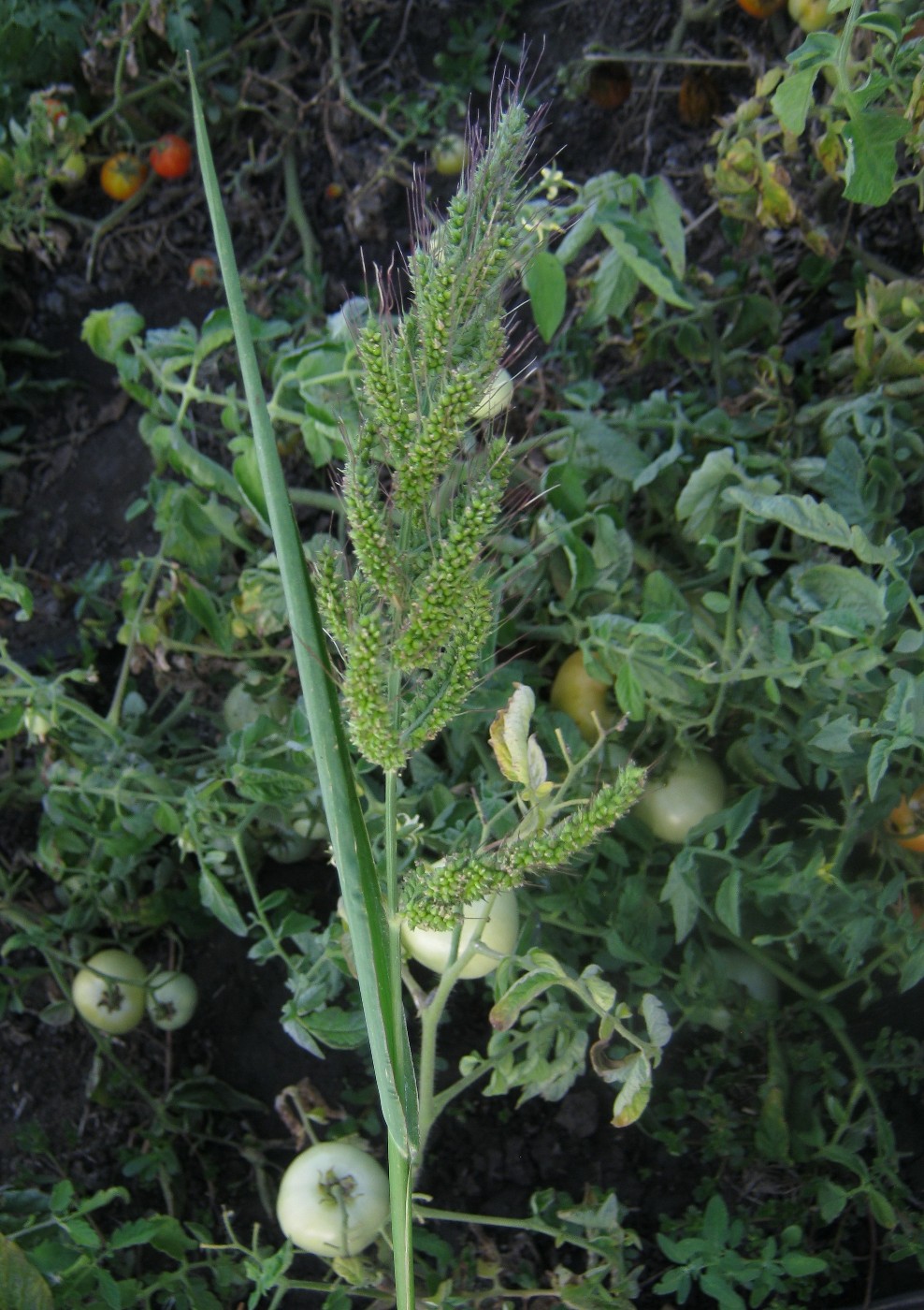 Изображение особи Echinochloa crus-galli.