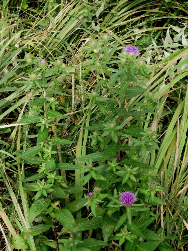 Image of Cirsium vlassovianum specimen.