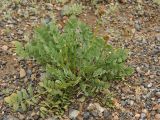 Astragalus platyphyllus. Плодоносящее растение с повреждёнными цветоносами. Казахстан, Тянь-Шань, хр. Таласский, предгорная равнина, сложенная древними речными наносами, кромка каньона Коксай, нарушенный временными водотоками участок в степном сообществе. 16.06.2016.