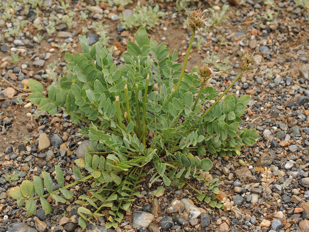 Изображение особи Astragalus platyphyllus.