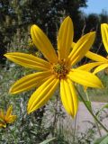 Helianthus tuberosus