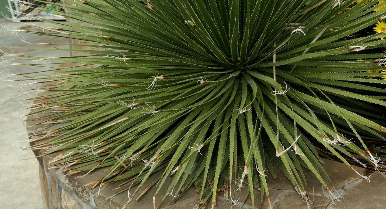 Image of Dasylirion serratifolium specimen.