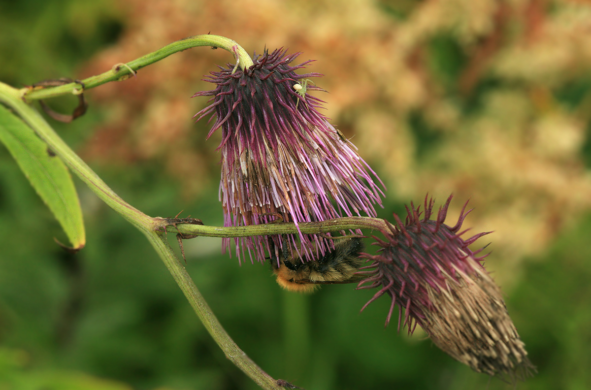 Image of Cirsium weyrichii specimen.