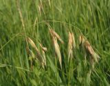 genus Bromus. Соплодие с аномальными колосками. Украина, Запорожская обл., Гуляйпольский р-н, г. Гуляйполе, берег р. Гайчур. 19.06.2016.