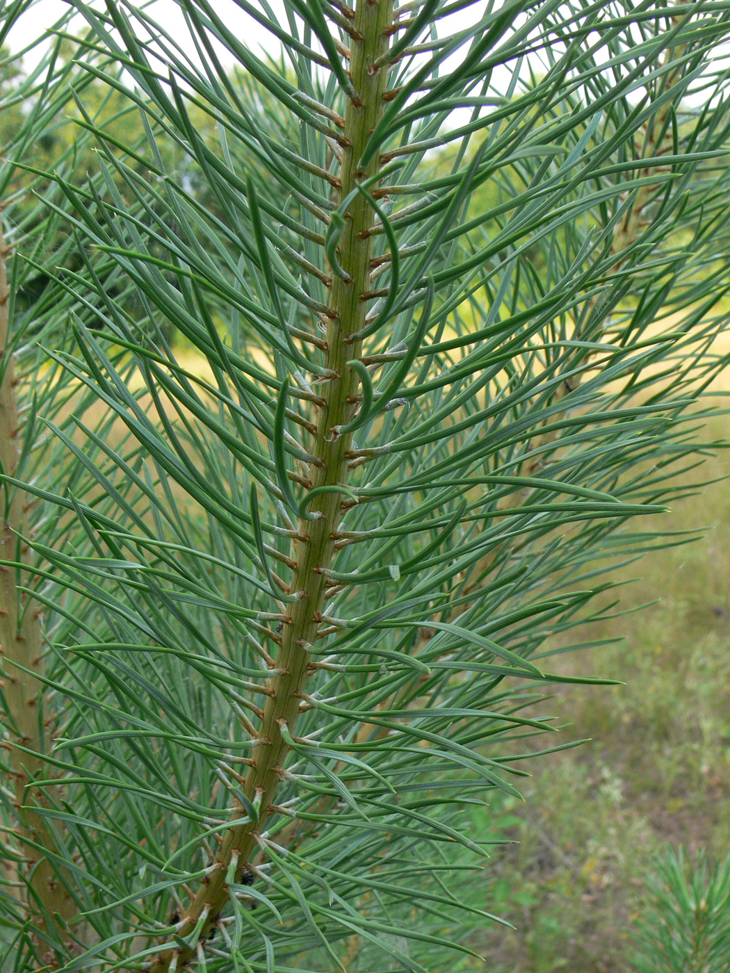 Изображение особи Pinus sylvestris.