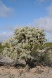 Cylindropuntia fulgida