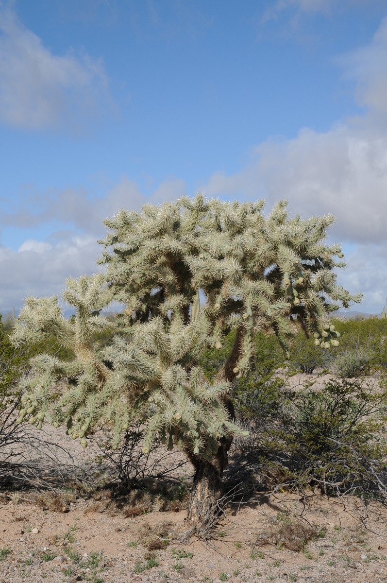 Image of Cylindropuntia fulgida specimen.