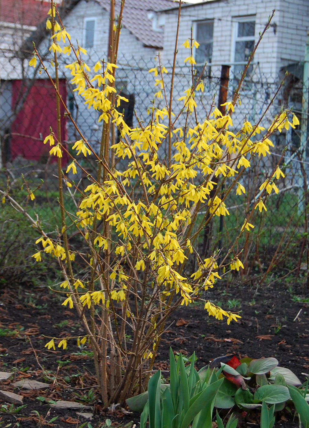 Image of genus Forsythia specimen.