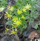 Смотреть изображение Ficaria ficarioides