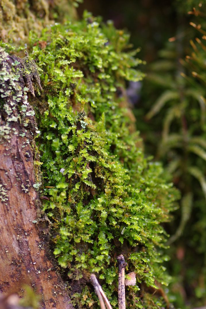 Image of Tetraphis pellucida specimen.