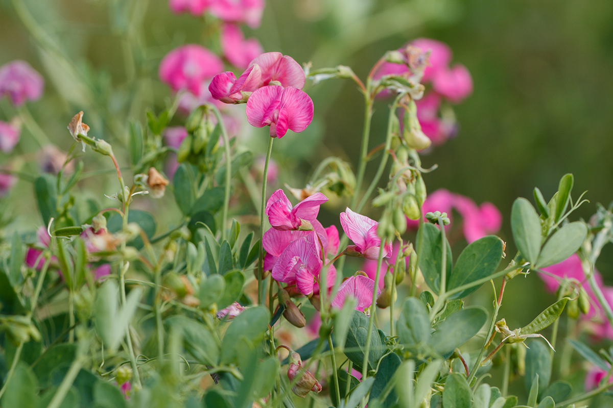 Image of Lathyrus tuberosus specimen.