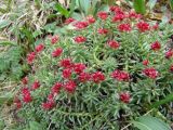 Rhodiola coccinea