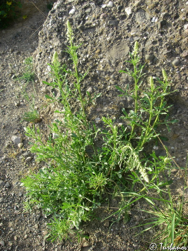 Image of Reseda lutea specimen.