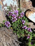 Thymus nummularius