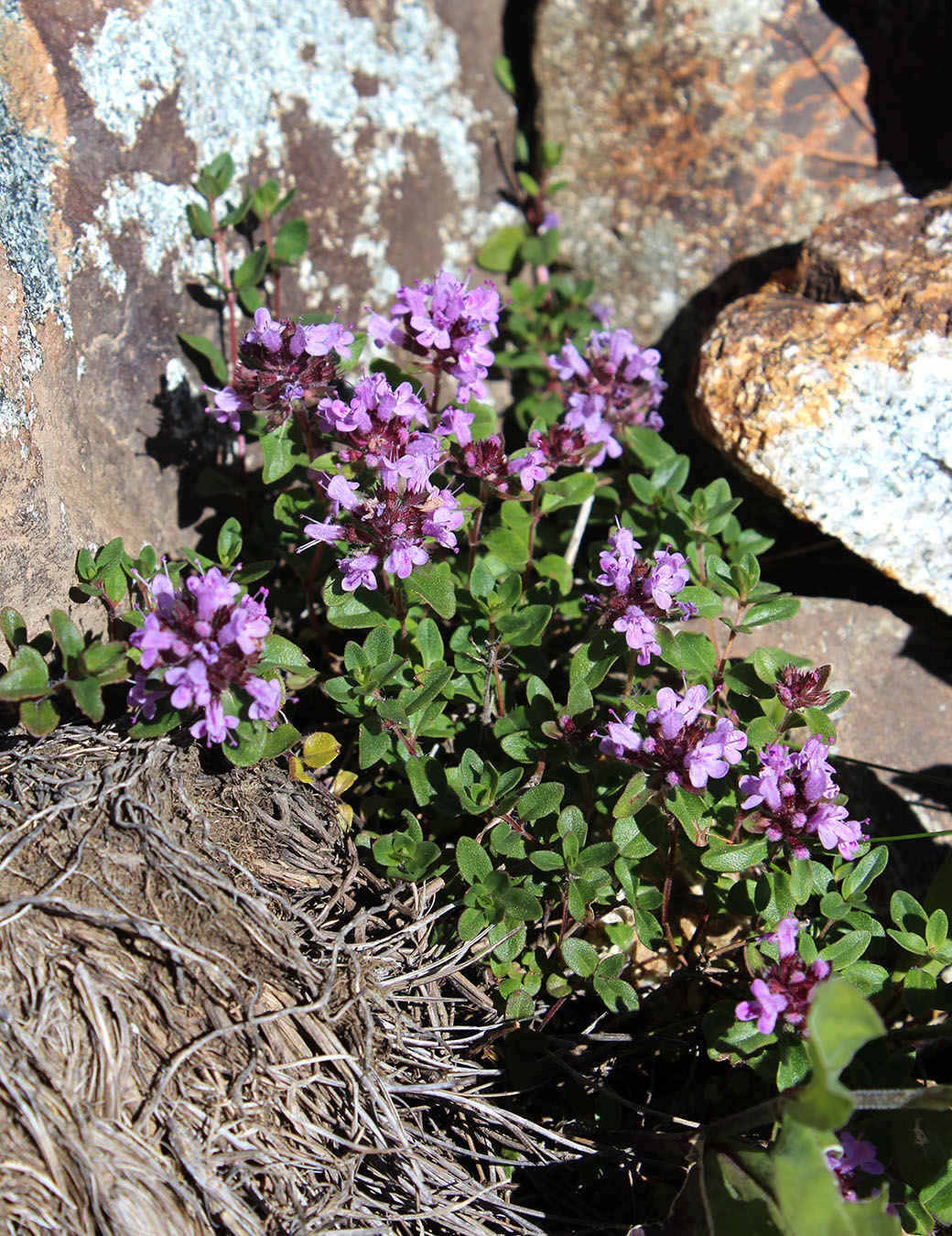 Image of Thymus nummularius specimen.