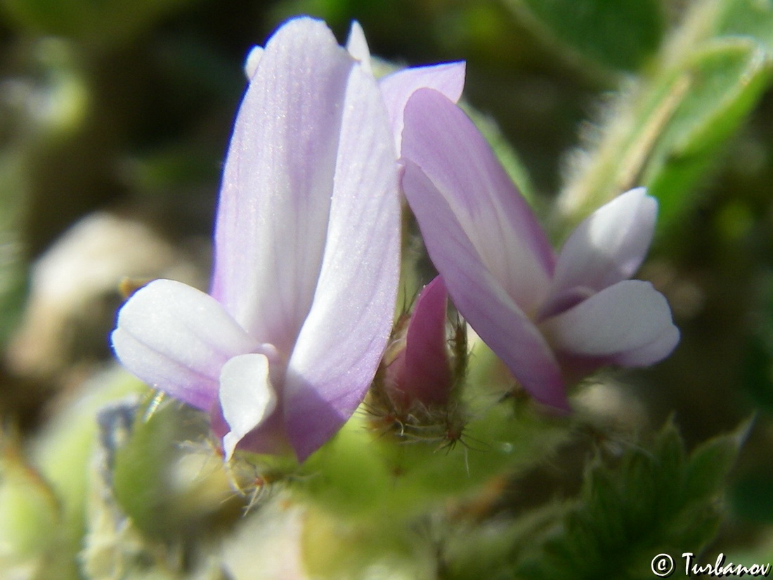 Изображение особи Astragalus sinaicus.