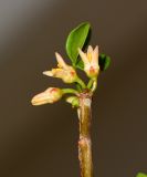Commiphora gileadensis. Верхушка веточки с цветками. Израиль, впадина Мёртвого моря, киббуц Эйн-Геди. 24.04.2017.