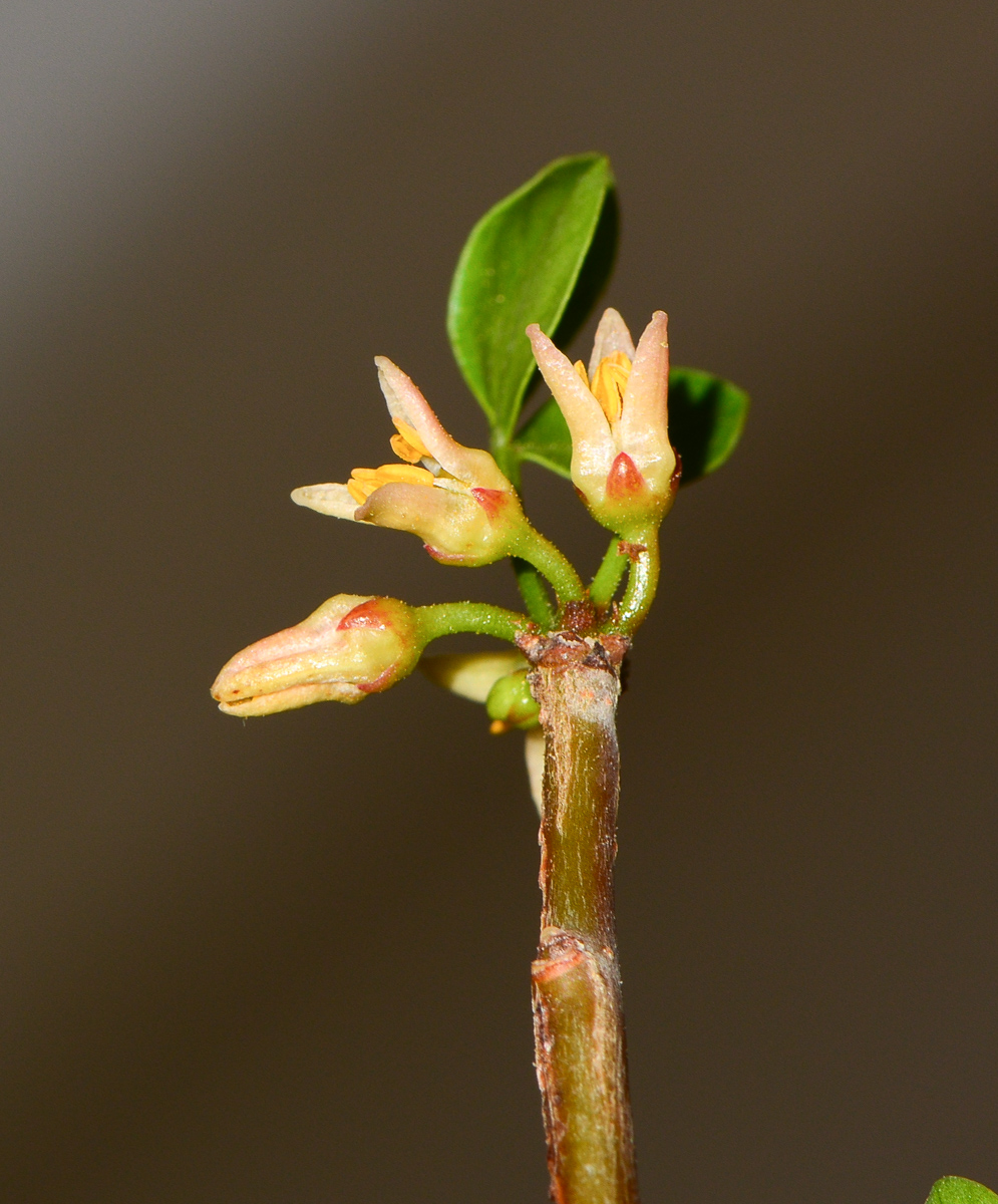 Image of Commiphora gileadensis specimen.