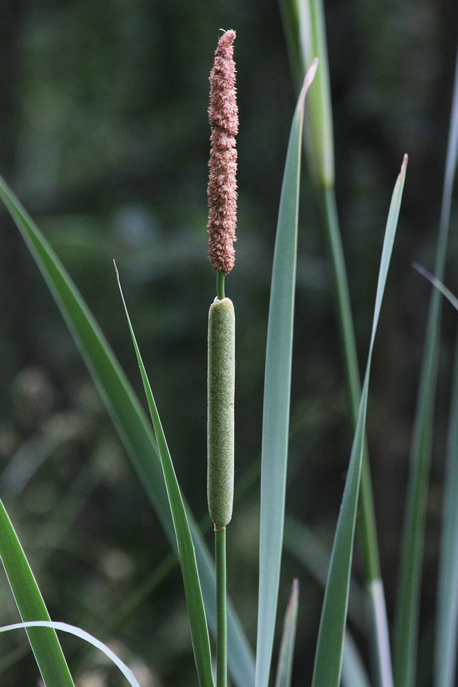 Image of Typha latifolia specimen.