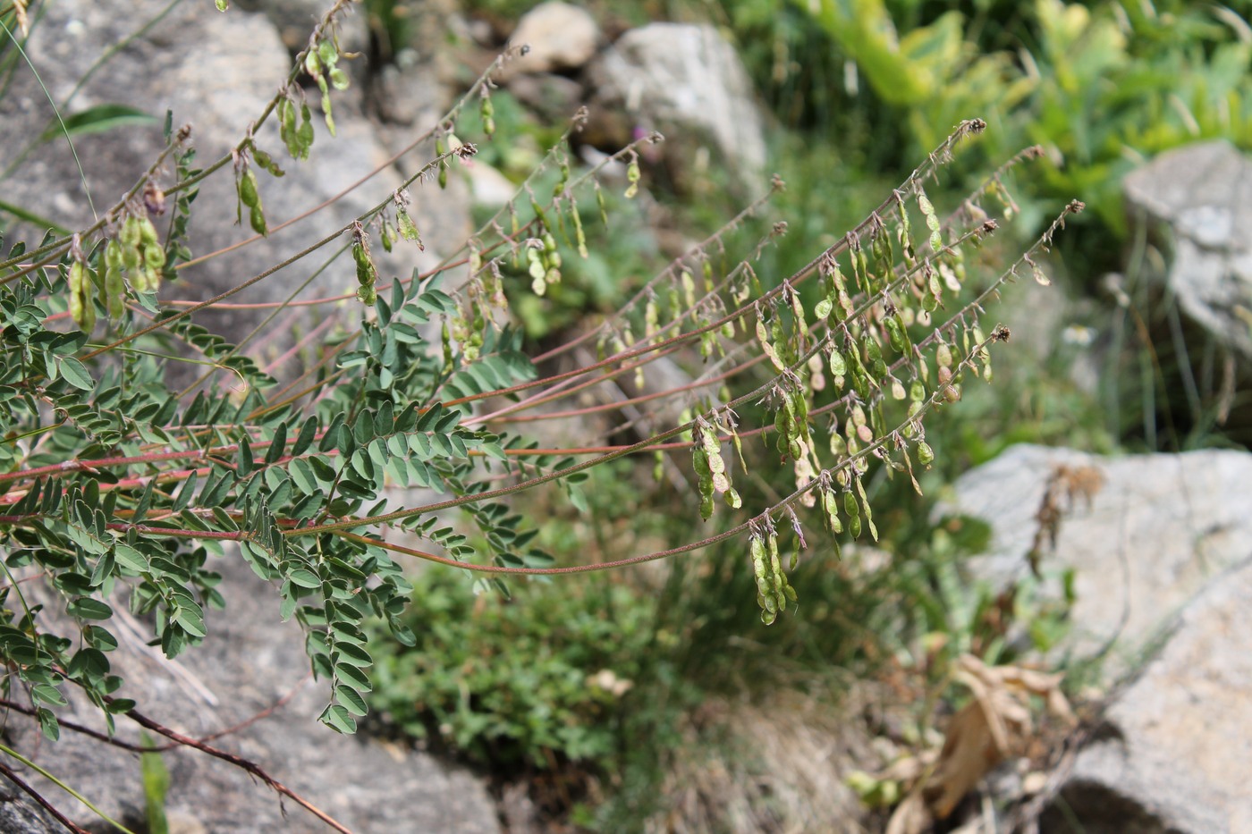 Image of Hedysarum caucasicum specimen.