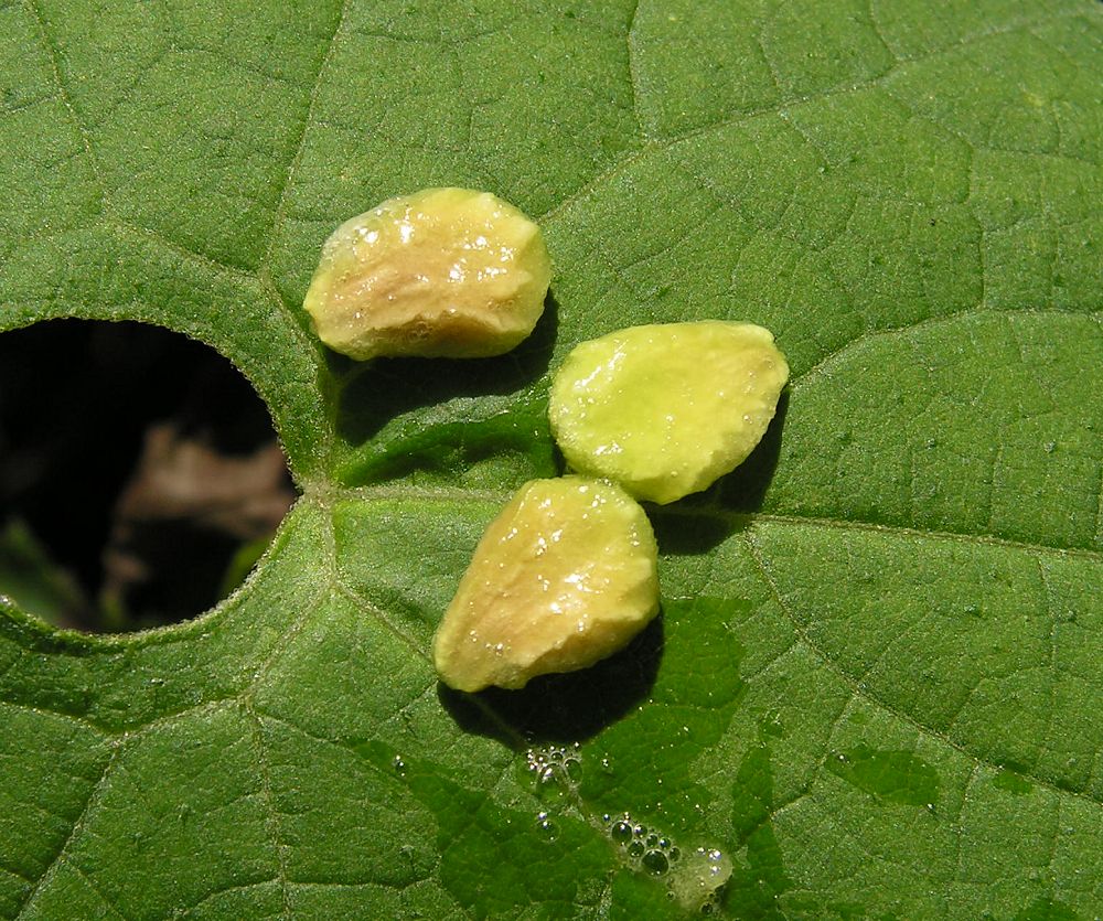 Изображение особи Schizopepon bryoniifolius.