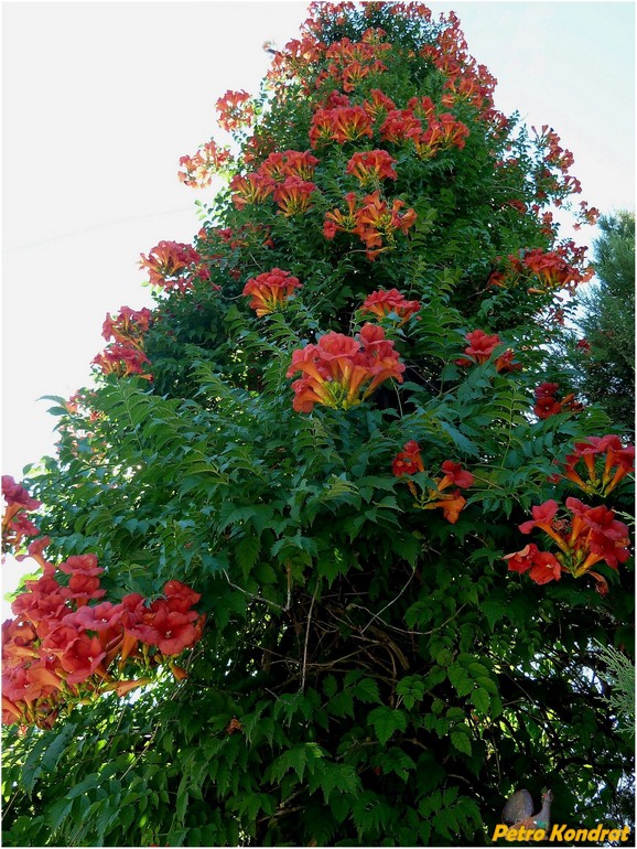 Image of Campsis radicans specimen.