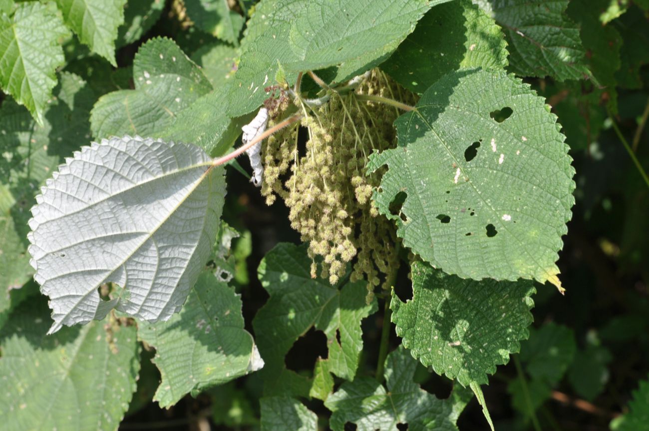 Image of Boehmeria nivea specimen.